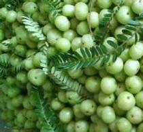 Guangxi Lingshan specialty fresh cow citrus fruit cow Ganzi oil gan fruit 1 catty