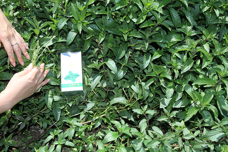 Tháng sáu lĩnh vực hạt tiêu giống như bạc hà tinh khiết sương dầu kiểm soát hương liệu hoa nước tinh dầu tinh khiết sương chính hãng mực tinh dầu hương nhu