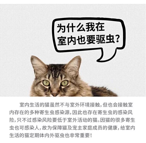 Mèo tẩy giun Haile Miao sử dụng In vivo Tẩy giun 56mg thành Côn trùng tẩy giun - Cat / Dog Medical Supplies 	các loại kim tiêm trong thú y	