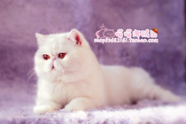 Pure CFA Pedigree Race grade Pure white male DD Exotic Shorthair (Garfield) with Certificate
