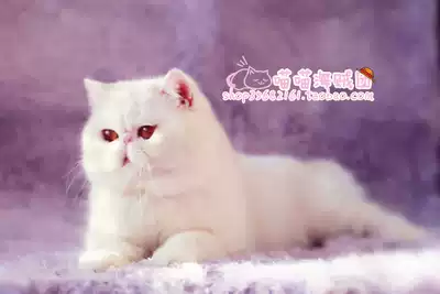 Pure CFA pedigree race-level pure white male DD Exotic shorthair cat (Garfield) with certificate
