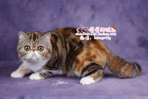 Pure CFA Pedigree High race grade big-eyed three-flower Budding MM female Exotic Shorthair cat (Garfield) certificate