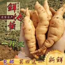 Fresh Rehmannia glutinosa root seeds with Lily wild mature Rehmannia root seeds Henan Jiaozuo juicing can be juiced medicine and food homologous
