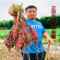2021 new goods Linan Tianmushan small sweet potato Fresh sweet potato Authentic sweet potato Potato yellow heart agricultural products are now dug