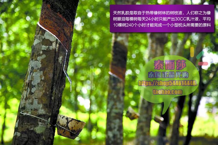 Thái Lan gối cao su mua Ubreathing chính hãng Bạn phải nghĩ đến việc gối cao su thiên nhiên chăm sóc sức khỏe cổ tử cung - Gối gối ôm dài