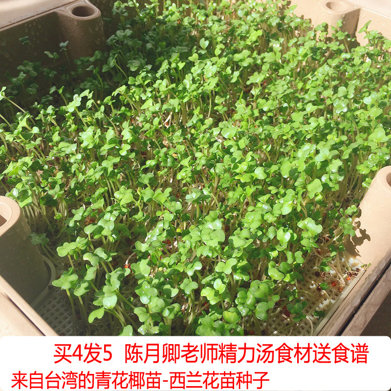 Pre - sale 4 send 1 Chen Yueqing Whole Food Diary Brochure Seed Seed 100 grams of energy soup