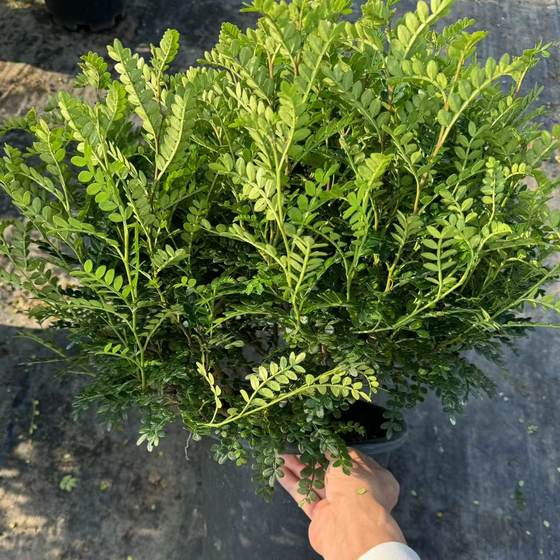 商用满叶清香木绿植盆栽烘焙蛋糕调酒提拉米苏装饰摆盘绿叶花草