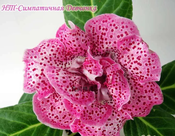 Big Rock Tungs нт девчонка девчонка девчонка Beautiful girl