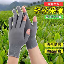 Special gloves for picking tea sunscreen two-finger nylon gloves for picking flowers spring and summer fingerless thin ultra-light and thin