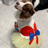 Белоснежное платье в сказке, огромная золотистошеская пограничная овчарка, Laburado Samo Mite одежда, новогоднее фото