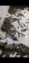 Filitine cattle Leech wide body Gold Line Leech seedlings money leech Locust seedlings