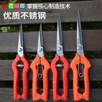 Zokugawa Tian Garden Art Trimming Branches Picking Fruit Cut Fruits Cut Prickly Pepper Cut of fruit and vegetable Scissors Flower Cut