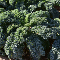 Kale seedlings rapeseed ornamental edible balcony potted autumn Four Seasons specialty vegetable seeds