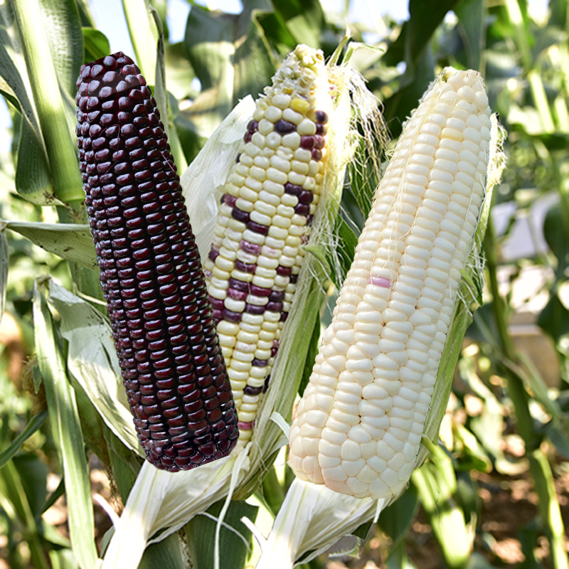 Sweet glutinous corn seed larvae high-yield high-quality fruit glutinous rice black and white fragrant sweet soft glutinous sticky super sweet flower glutinous