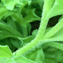 Ice vegetable seeds seed aperture sub-Africa wheatgrass seedlings balcony fall seasons farm balcony potted rapeseed a Daquan