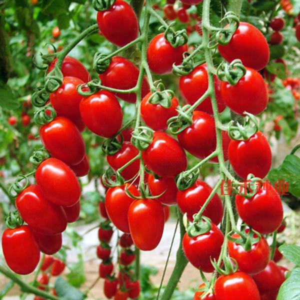 Cherry Tomato Seed Red Holy Women Fruits Super Sweet Little Tomato Spring Autumn Season Four Seasons Balcony Potted Vegetable Seed Holes