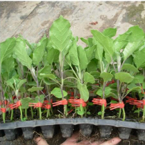 Grafting clip special clip vegetable fruit eggplant watermelon Melon Melon tomato cucumber seedling special square mouth round plastic