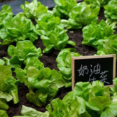 Cream Raw Vegetable Seed Seed to eat Balcony Potted Plant Season Spring Autumn Season Podcast Vegetable Seed Seeds