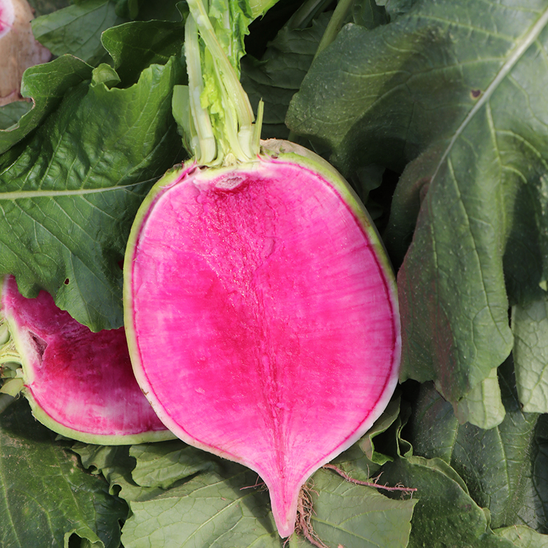 Beijing heart of meal radish seeds full of red red carrots in red carrots high yield spring vegetables