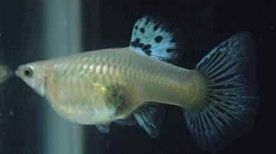 Tropical fish ornamental fish Mickey peacock living with fetal mother fish pregnant female fish living body