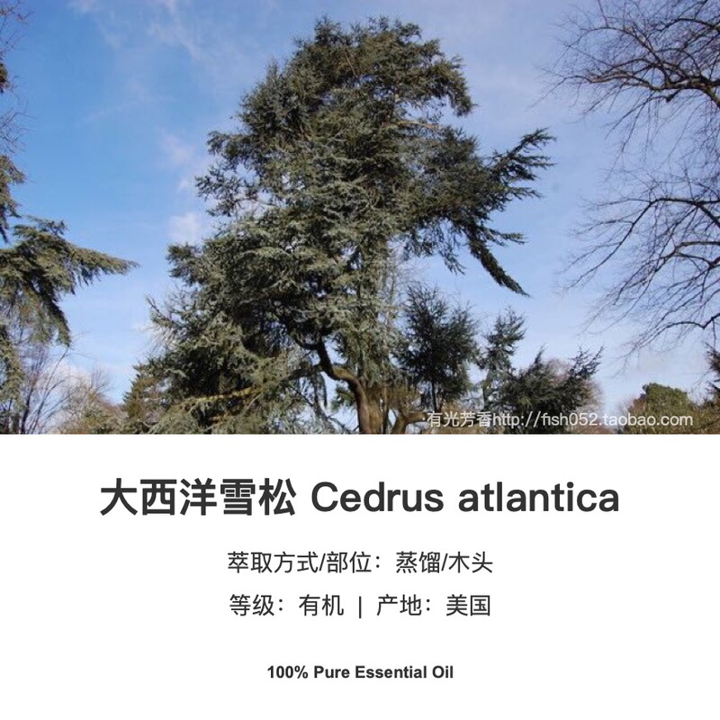 5-Year-Old American Organic Atlantic Cedar Single Essential Oil 30ml Raw Material for Diffuser and Incense