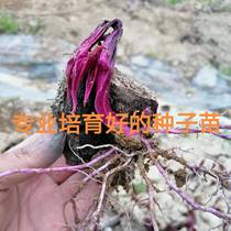 Fresh High-yield Purple Yam Seeds with Sprout Board of Potato Non-Purple Jade Huai Mountain Seed High Survival Rate High Yield Seed