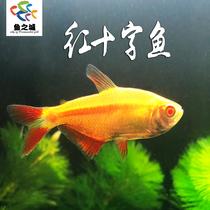 Fish City Red Cross Fish Red Angel Fish Cross Mermaid is resistant to regular tropical ornamental fish living