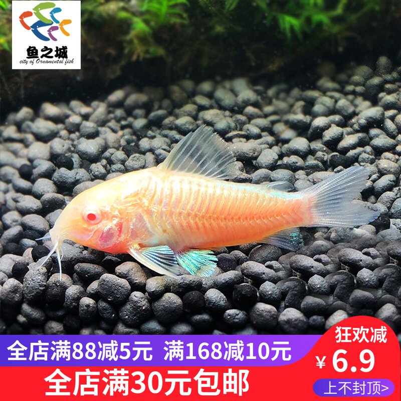 Rat fish live white rat fish living white rat fish fish tropical fish living mouse fish fish living mouse fish