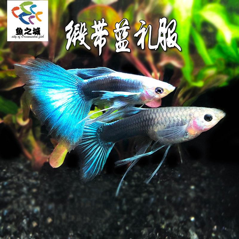 Fish City satin with blue gown peacock satin with blue peacock fish lightning blue trophies Ornamental Fetal Fish Living