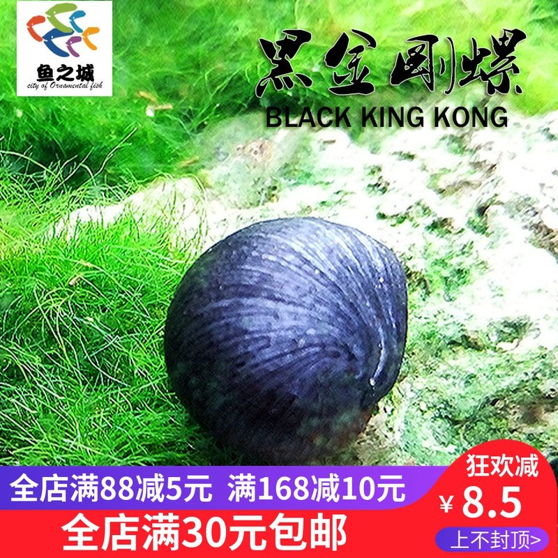 Black Wolverine snail Black Wolverine Living Except Algae Spirochum Spiridae Spio Specs Spio Specs Spio Specs Removing Algae Snail Specs