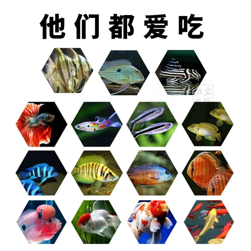 Япония Nikkei Red Fish кормит мелкие боевые рыбы павлиновые фонари
