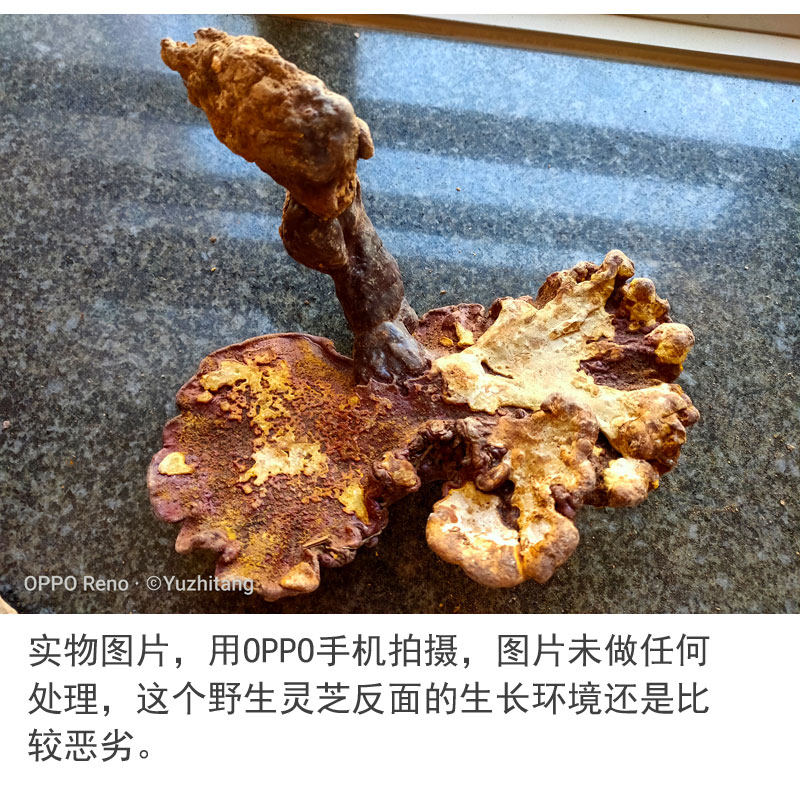 Wild Ganoderma Seven 3.jpg