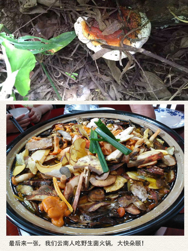 Wild Ganoderma 10 1_10.jpg