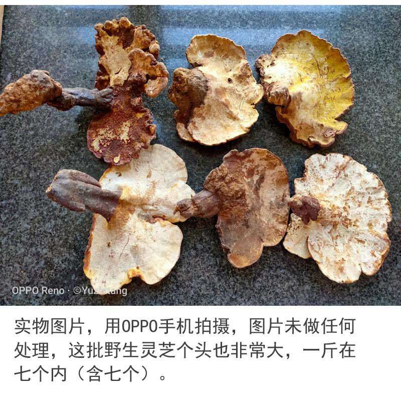 Wild Ganoderma Seven 2.jpg