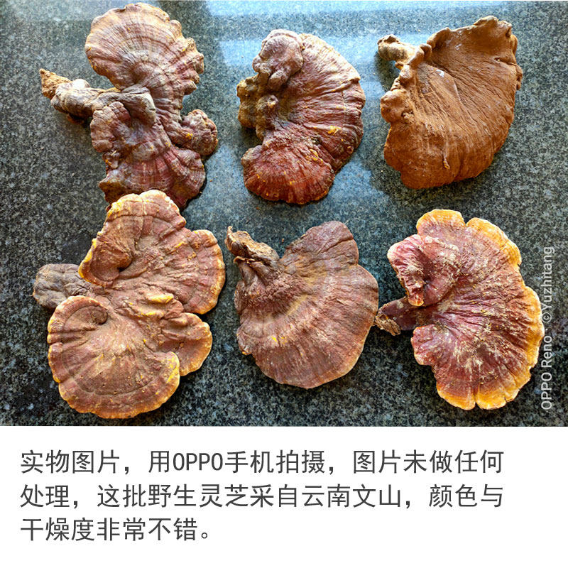Wild Ganoderma Seven 1.jpg