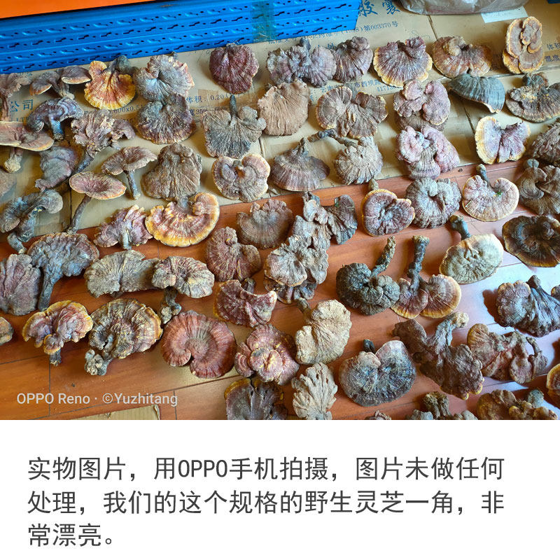 Семь дикая ганодерма 7.jpg