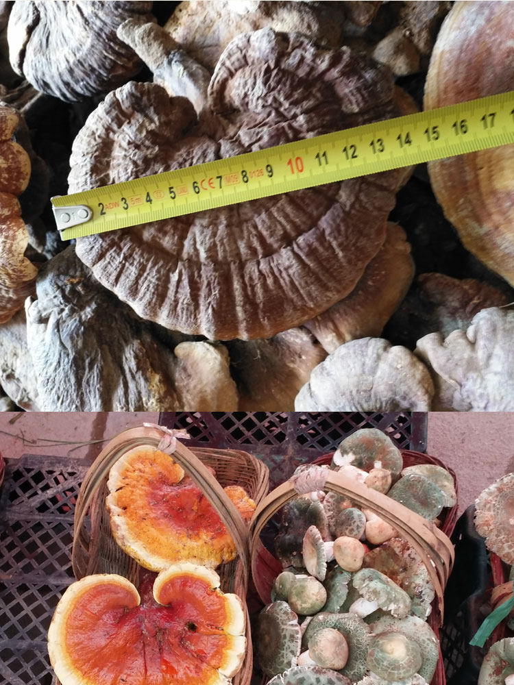 Дикая ганодерма 10 1_05.jpg