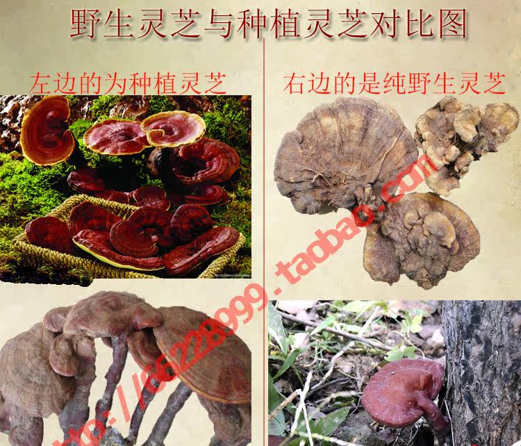 Ganoderma description_01