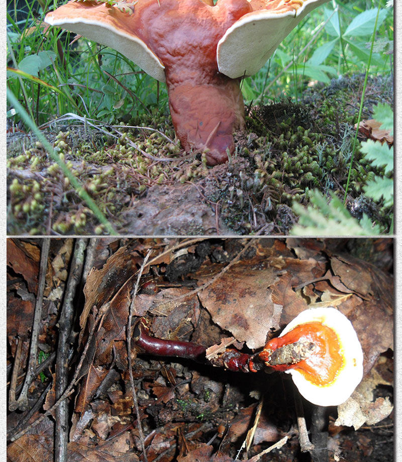 Описание Ganoderma 1_04