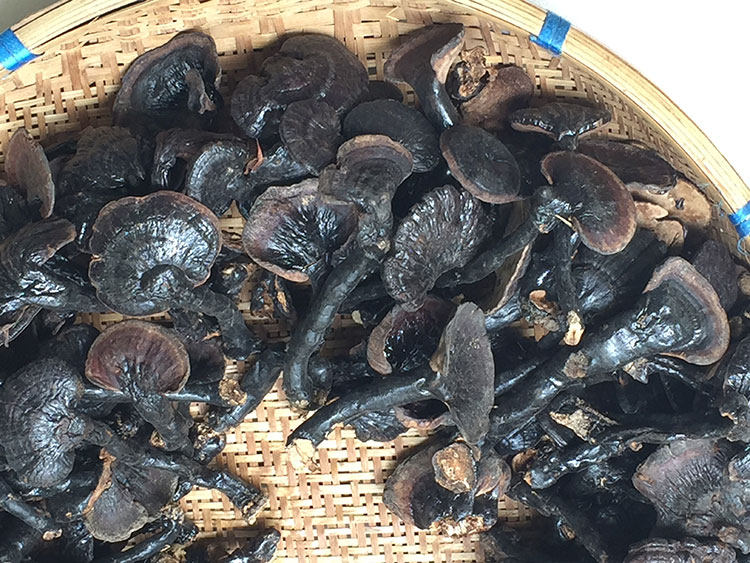 Wild Black Lingzhi Secondary Black Sesame wild Linzhi Sesame Purple Sesame mill Grinding Lingzhi Powder 250g This year New stock