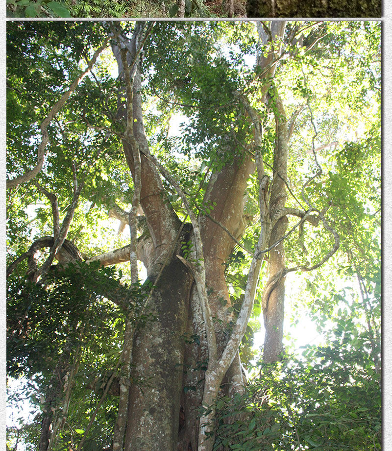 Описание Ganoderma 1_12