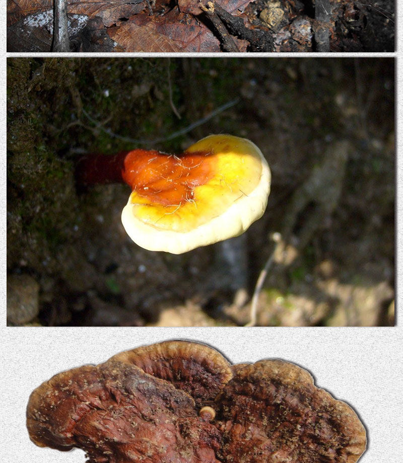 Описание Ganoderma 1_05