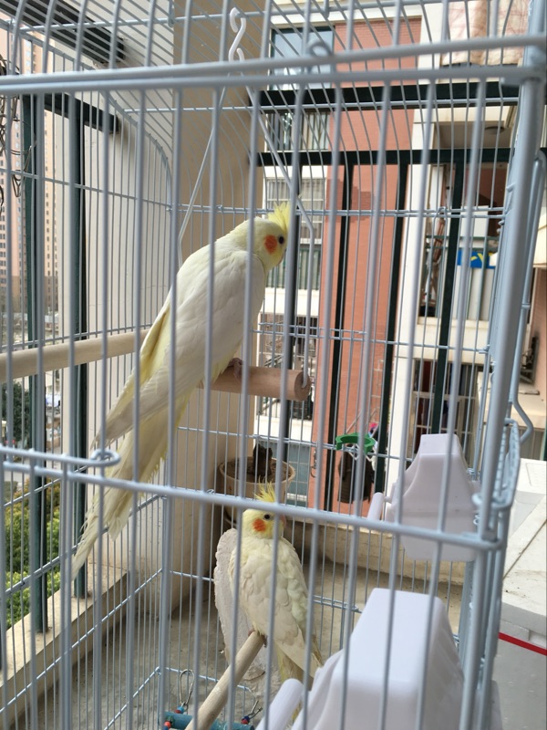 Yuedi Parrot Đồ chơi Nhẫn Rắn Gỗ Vẹt Lồng Xoay Câu đố Chim Đồ chơi Gỗ Đu - Chim & Chăm sóc chim Supplies lồng lực chào mào