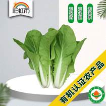 Rainbow Rain Fresh Organic Vegetables Green Vegetables Fast Cabbage 250g Farm Distribution Beijing-Tianjin-Hebei Full Hundred