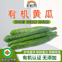 Rainbow Rain Farm distributes fresh organic vegetables and cucumbers 500g Beijing Tianjin and Hebei Manbai