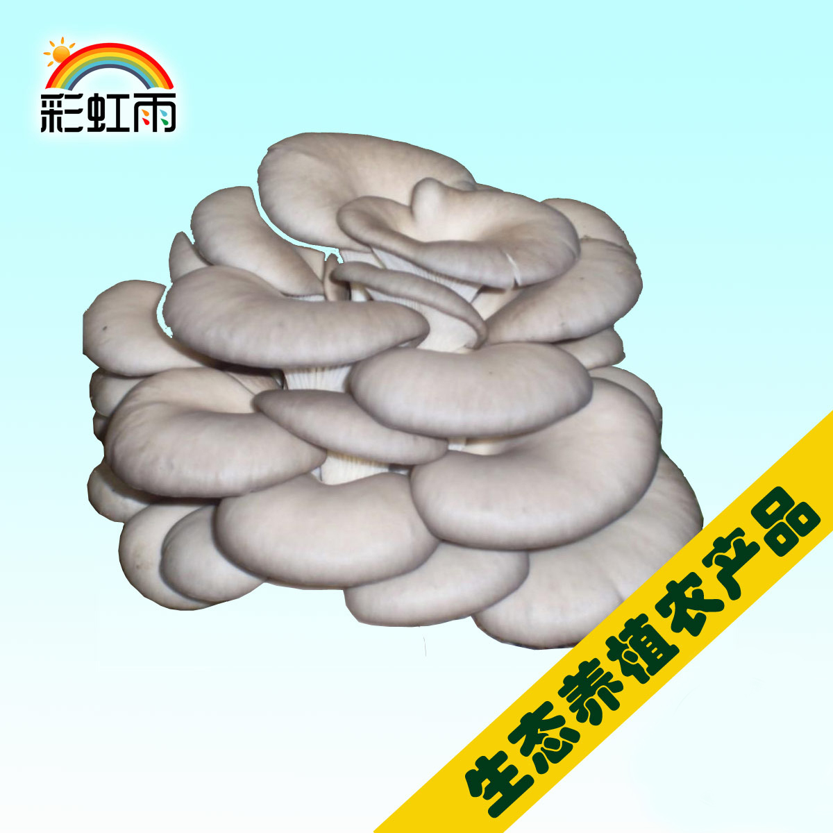 Rainbow rainbow ecological vegetables fresh picking mushroom mushroom 300G white mushroom gray mushroom