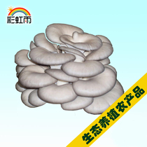 Rainbow Rain Ecological Vegetables Fresh Pick Mushroom Pleurotus ostreatus 300g White Pleurotus ostreatus