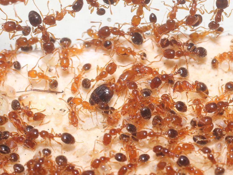 未知名红蚂蚁 小可爱 易养 现货 包蚁后风险