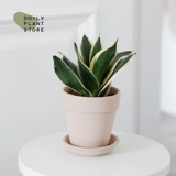 DOLV Фасоль Зеленая Ланонг Лотос Орхидея Коротколистная Пномпень Сансевиерия Комнатная атмосфера Домашние горшечные теневыносливые растения