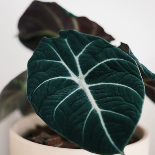 DOLV Фасоль Зеленый Черный Лебедь Алоказия Nordic ins Зеленое растение Теневыносливое растение Настольное растение Горшечное растение Бархатная текстура
